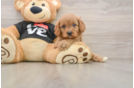 Cavapoo Puppy for Adoption