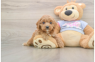 Funny Cavapoo Poodle Mix Pup