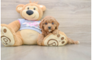 Popular Cavapoo Poodle Mix Pup