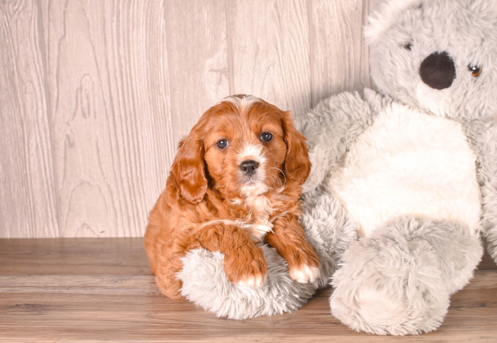 Cavapoo Pup Being Cute