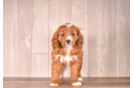 Cute Cavapoo Baby