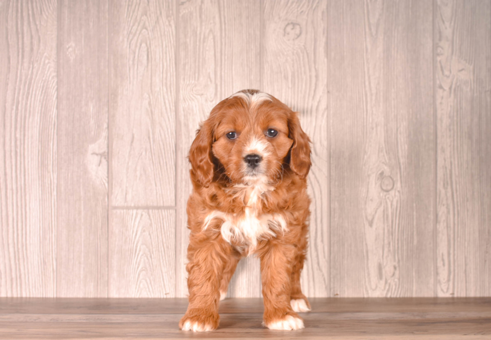 Cute Cavapoo Baby