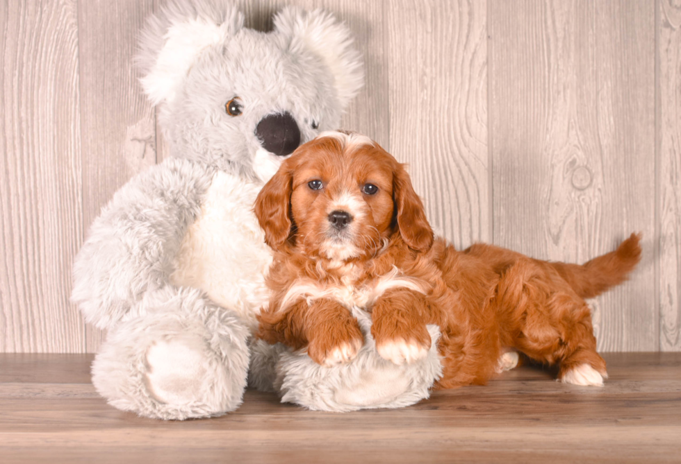 Cavapoo Pup Being Cute