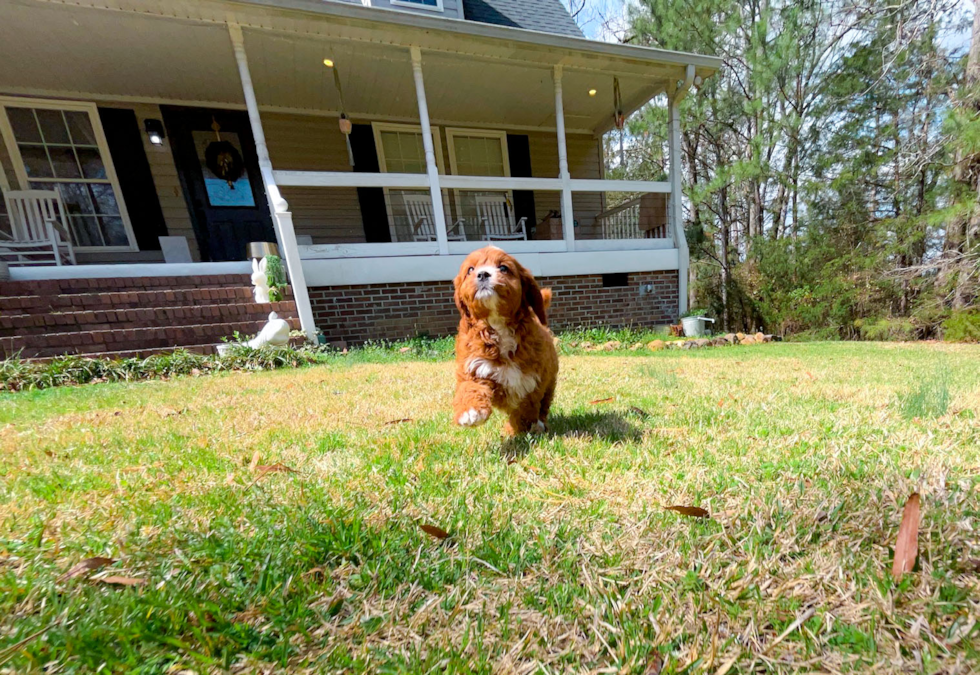 Cute Cavapoo Poodle Mix Pup