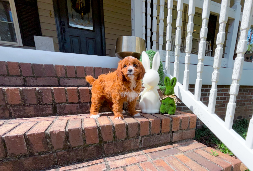 Best Cavapoo Baby