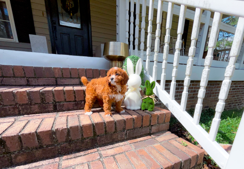Best Cavapoo Baby