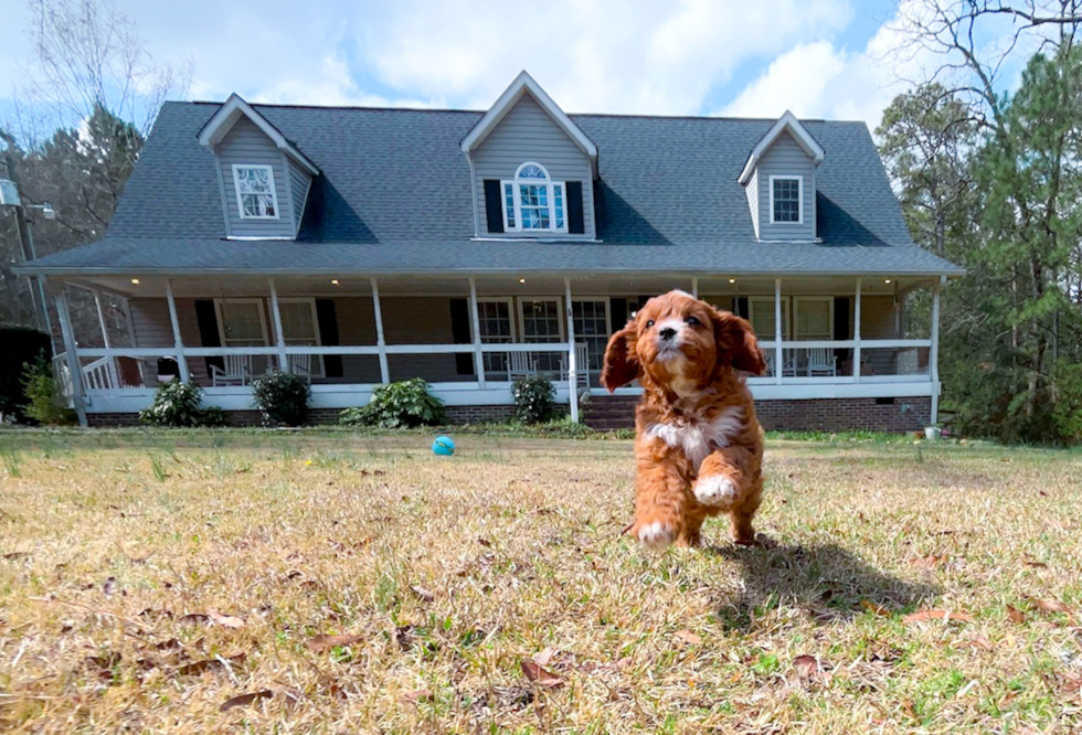 Cute Cavipoo Poodle Mix Puppy