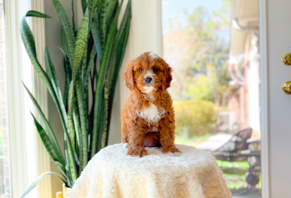 Cute Cavapoodle Poodle Mix Puppy