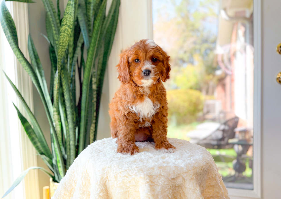 Cavapoo Pup Being Cute