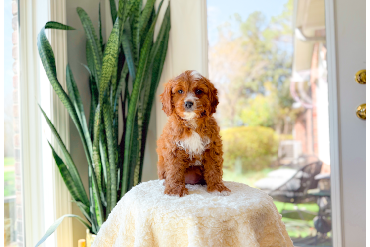 Cavapoo Puppy for Adoption