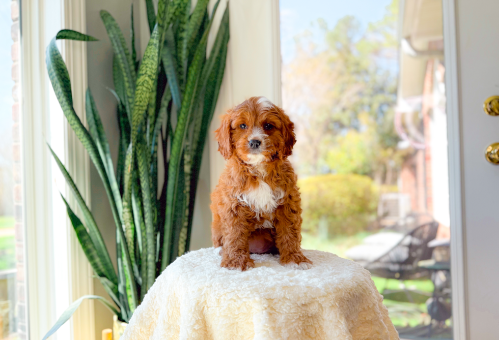 Cavapoo Puppy for Adoption
