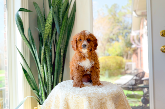 Cavapoo Puppy for Adoption