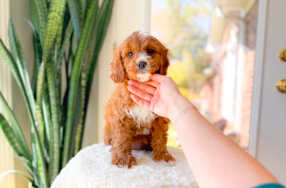 Cavapoo Puppy for Adoption