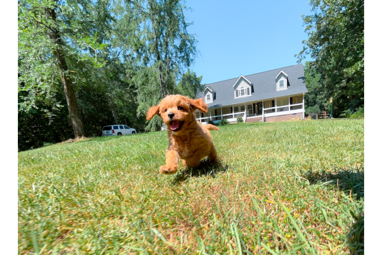 Cute Cavapoodle Poodle Mix Puppy