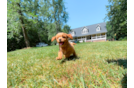 Cute Cavapoodle Poodle Mix Puppy