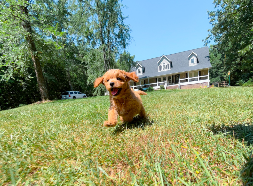Cute Cavapoodle Poodle Mix Puppy