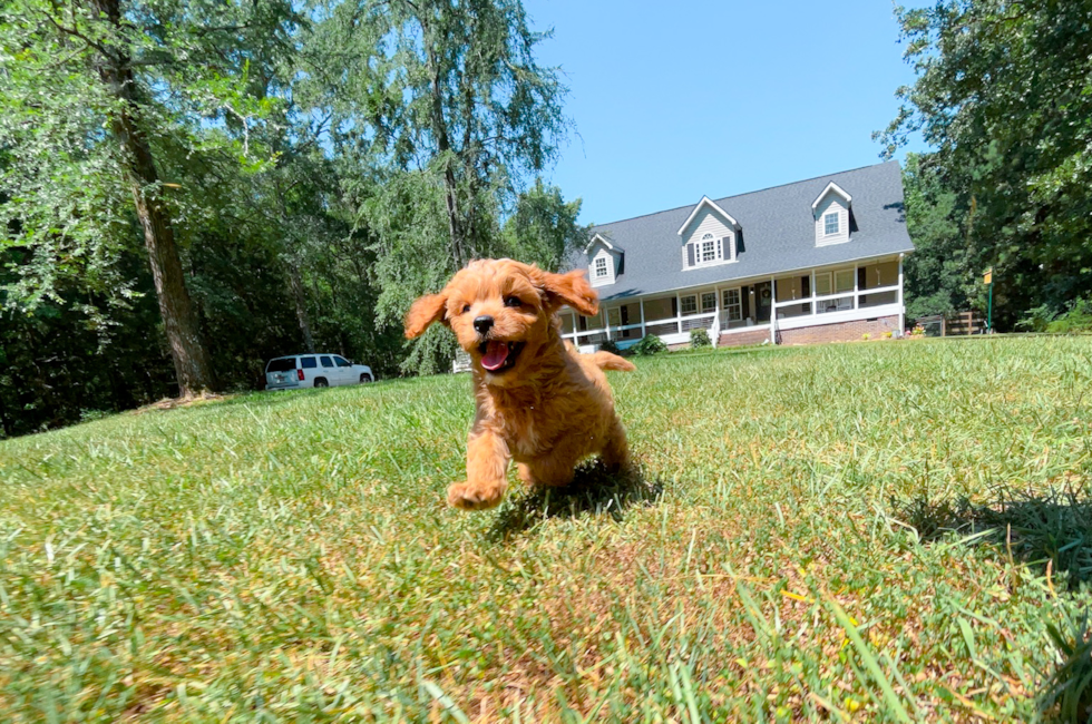 8 week old Cavapoo Puppy For Sale - Simply Southern Pups