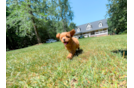 Cute Cavapoo Poodle Mix Pup