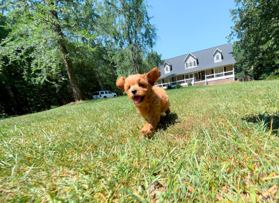 Cute Cavapoo Poodle Mix Pup