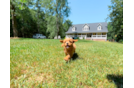 Cute Cavapoo Baby
