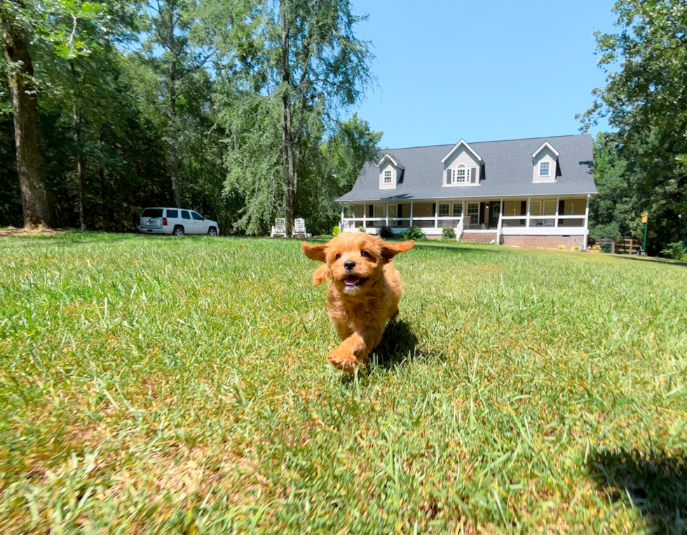 Cute Cavapoo Baby