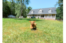Cavapoo Puppy for Adoption