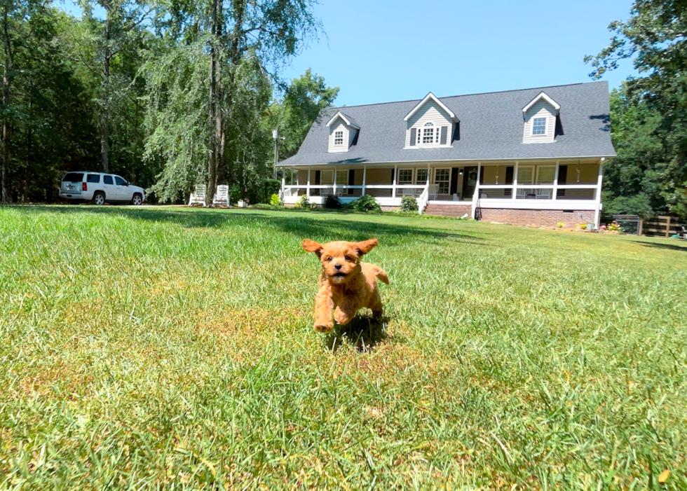 Cavapoo Puppy for Adoption