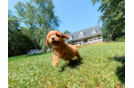 Cute Cavoodle Poodle Mix Puppy