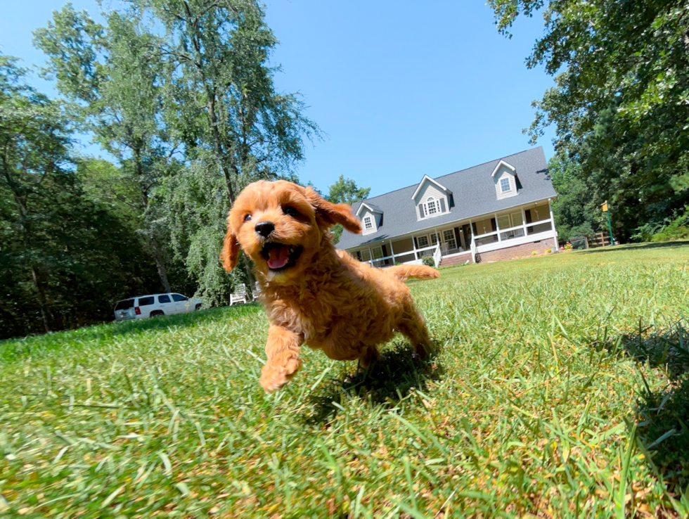 Cute Cavoodle Poodle Mix Puppy