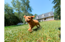 Cavapoo Pup Being Cute