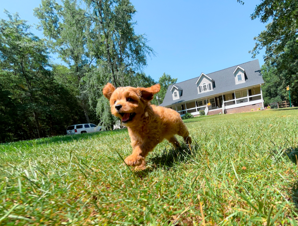 Cavapoo Pup Being Cute