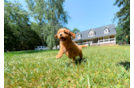 Best Cavapoo Baby