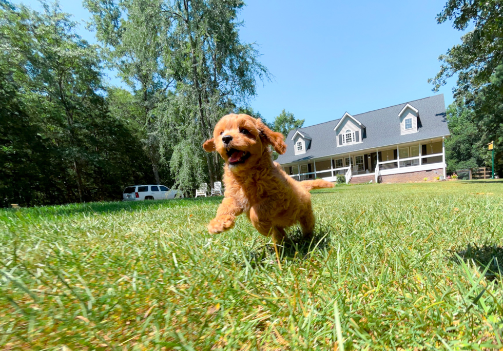 Best Cavapoo Baby