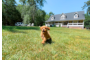 Cute Cavapoo Poodle Mix Pup