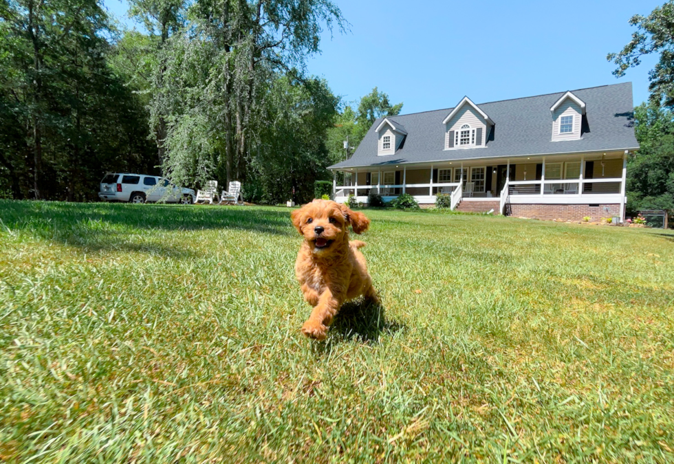 Cute Cavapoo Poodle Mix Pup