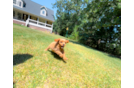 Cute Cavapoo Poodle Mix Pup