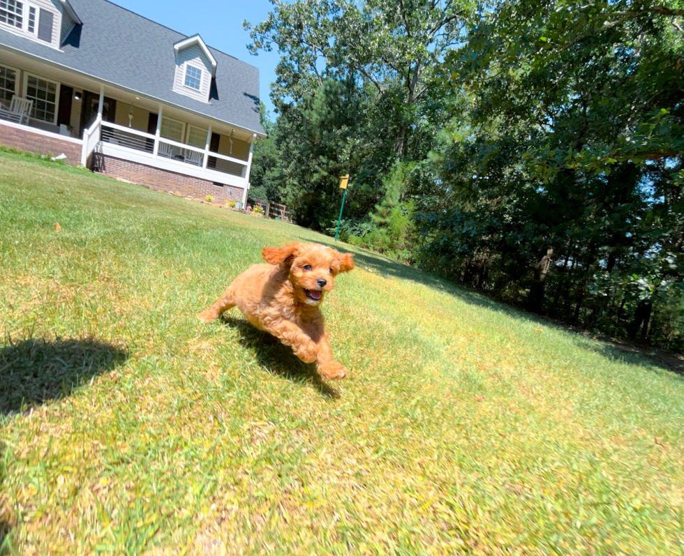 Cute Cavapoo Poodle Mix Pup