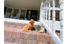 Cavapoo Pup Being Cute