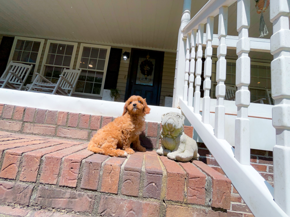 Cavapoo Pup Being Cute