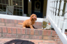 Cavapoo Pup Being Cute
