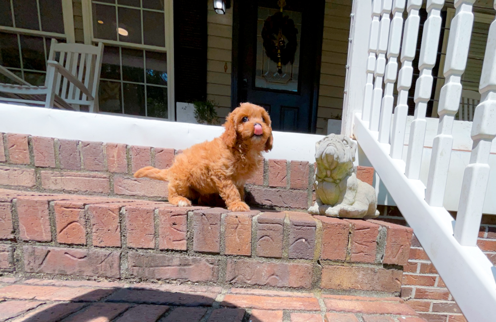 Cavapoo Pup Being Cute