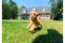 Cavapoo Puppy for Adoption