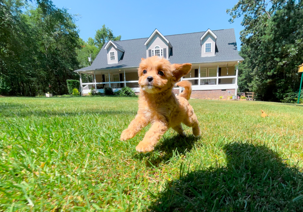 Cavapoo Puppy for Adoption