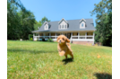 Best Cavapoo Baby