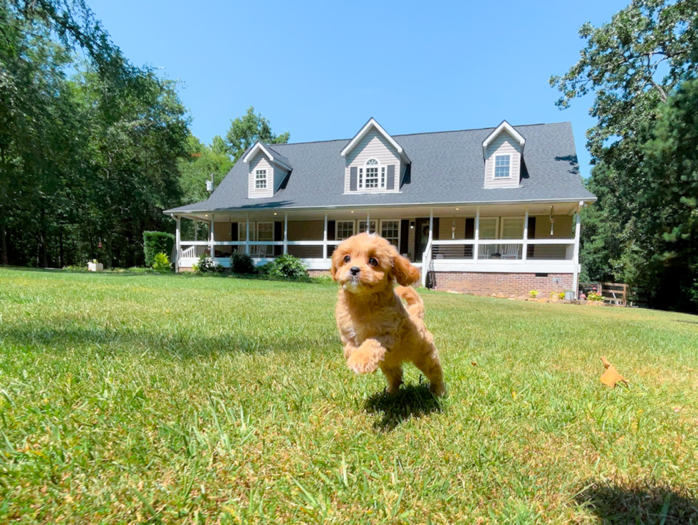 Best Cavapoo Baby