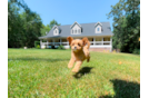 Cavapoo Puppy for Adoption