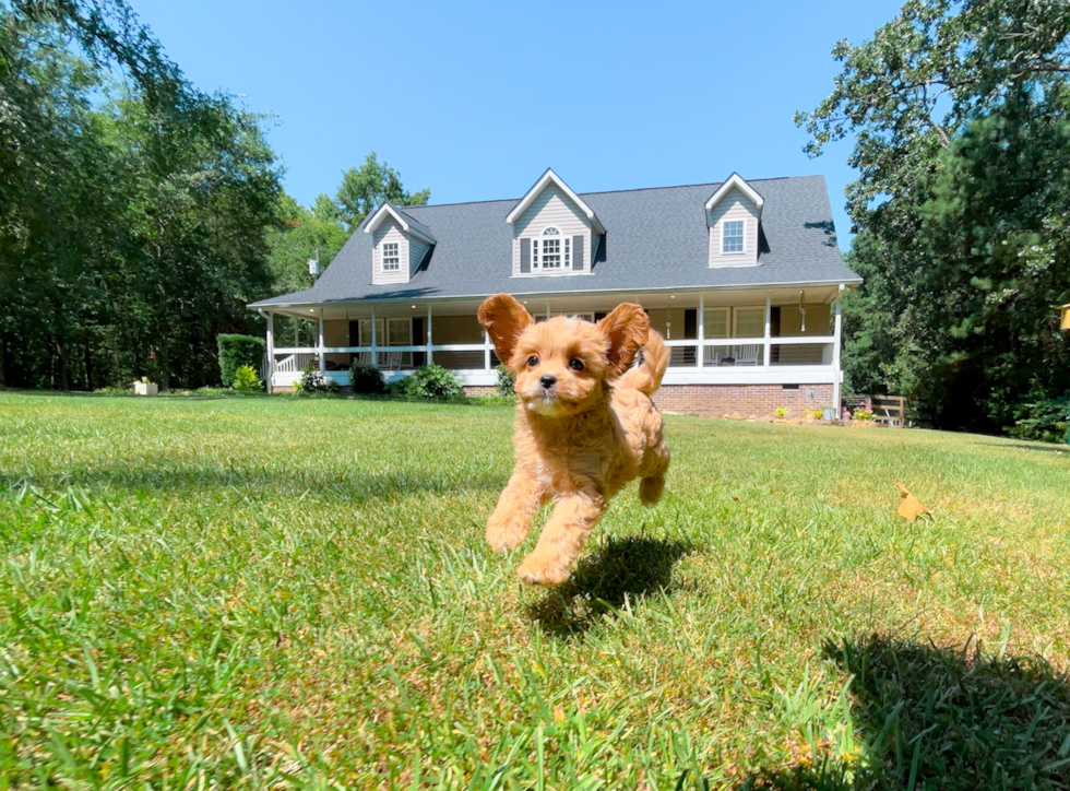 Cavapoo Puppy for Adoption