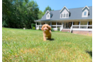 Cute Cavalier King Charles Spaniel and Poodle Mix Poodle Mix Puppy