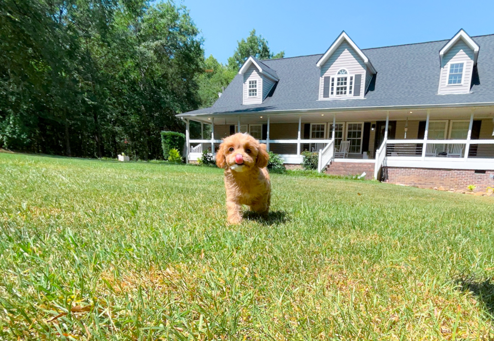 Cute Cavalier King Charles Spaniel and Poodle Mix Poodle Mix Puppy