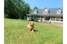 Cavapoo Pup Being Cute